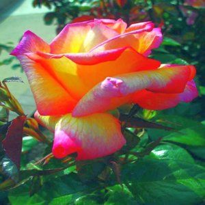 PEACH ROSE ~ COPY OF MY PHOTO 8" x 10"